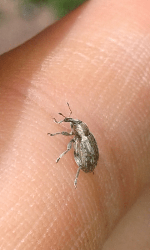 Curculionidae : Hypera sp.?